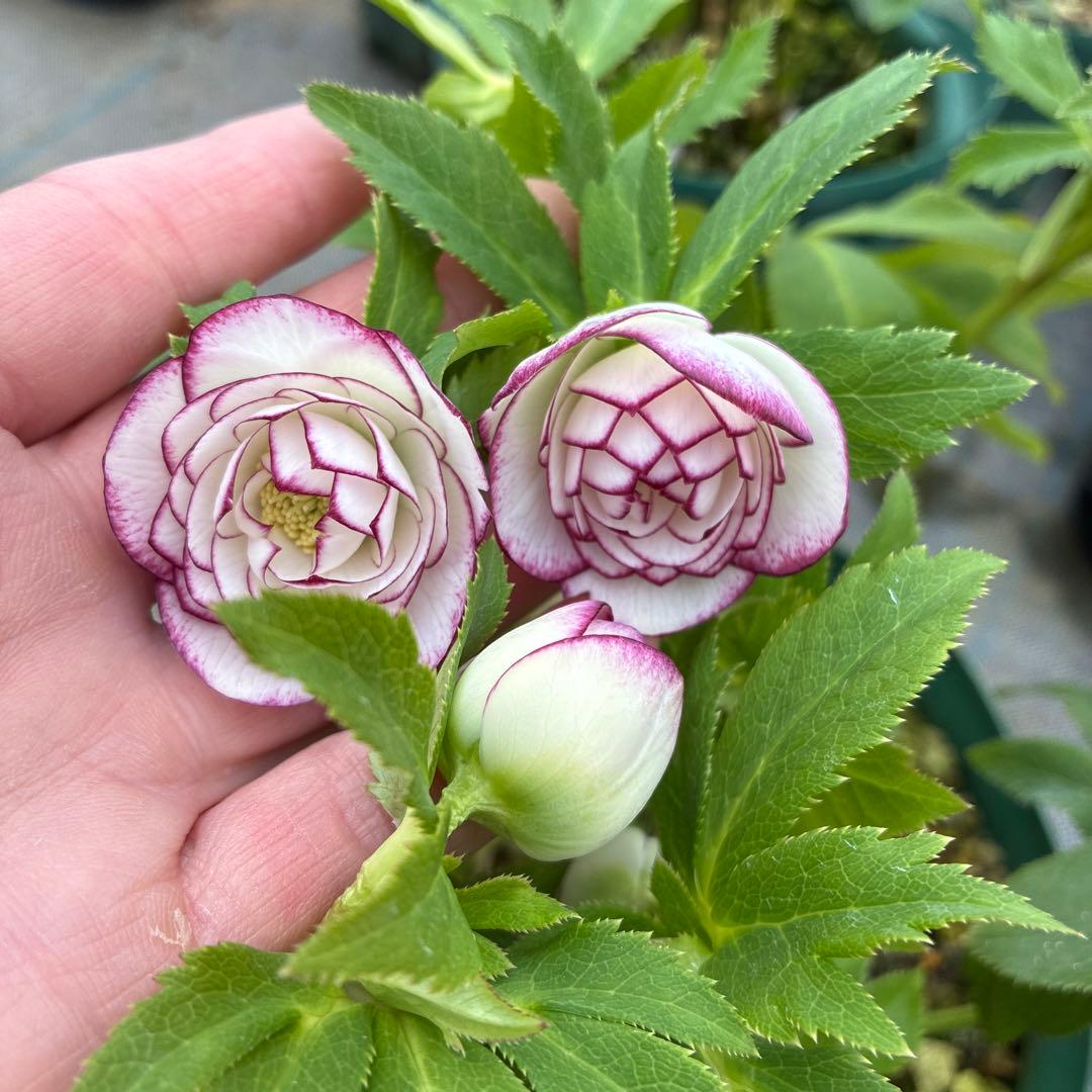 クリスマスローズ　太ピコティ　小輪　木口交配　実生　７寸 大株