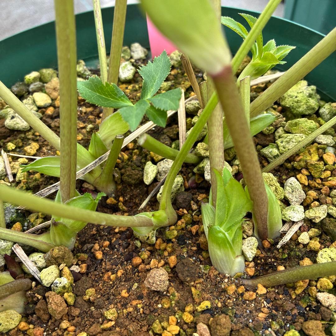 クリスマスローズ　太ピコティ　小輪　木口交配　実生　７寸 大株