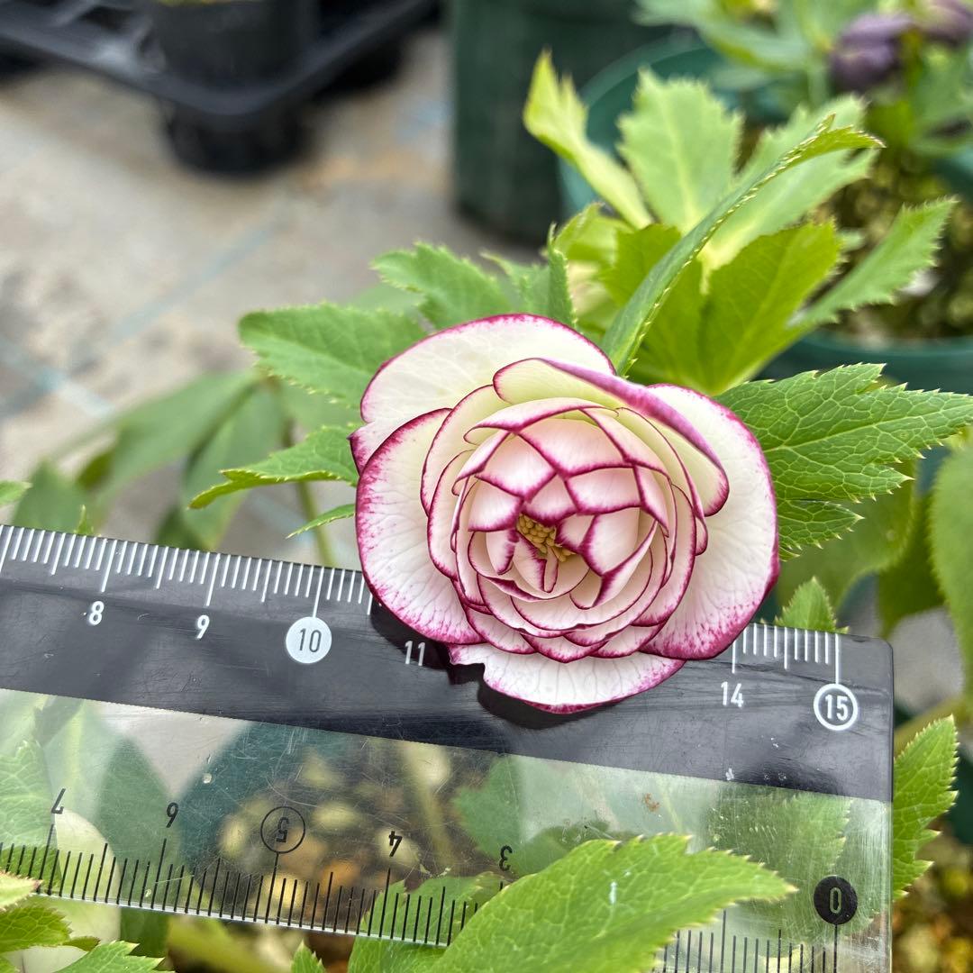 クリスマスローズ　太ピコティ　小輪　木口交配　実生　７寸 大株