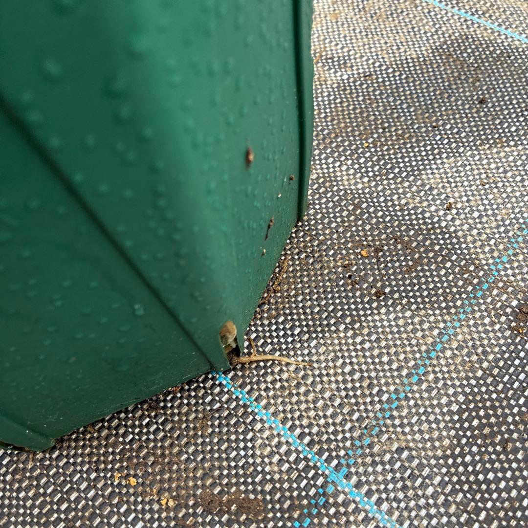 クリスマスローズ　太ピコティ　小輪　木口交配　実生　７寸 大株