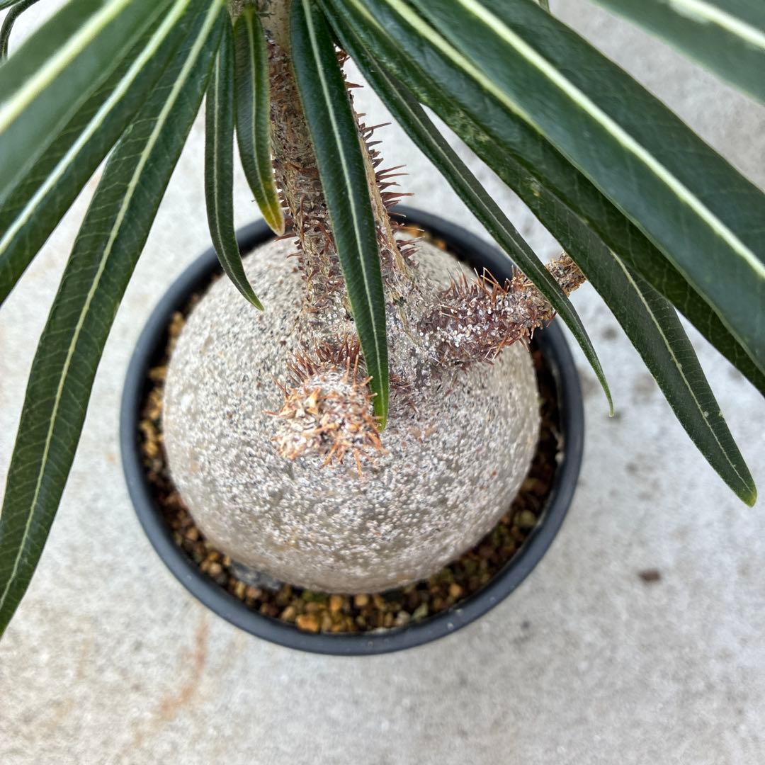 パキポディウム　グラキリス　現地球　塊根植物　コーデックス　BOTANIZE