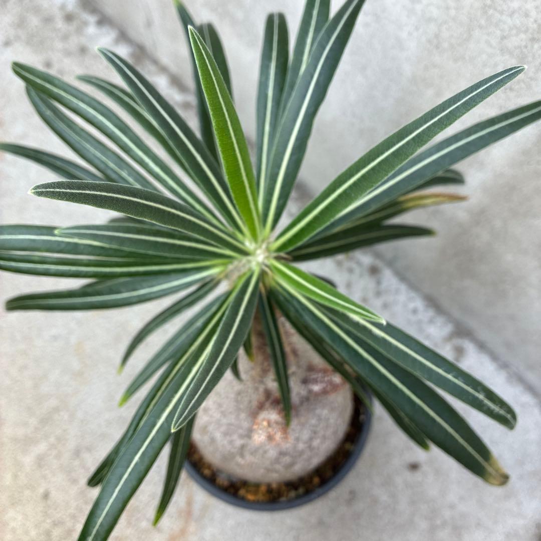 パキポディウム　グラキリス　現地球　塊根植物　コーデックス　BOTANIZE