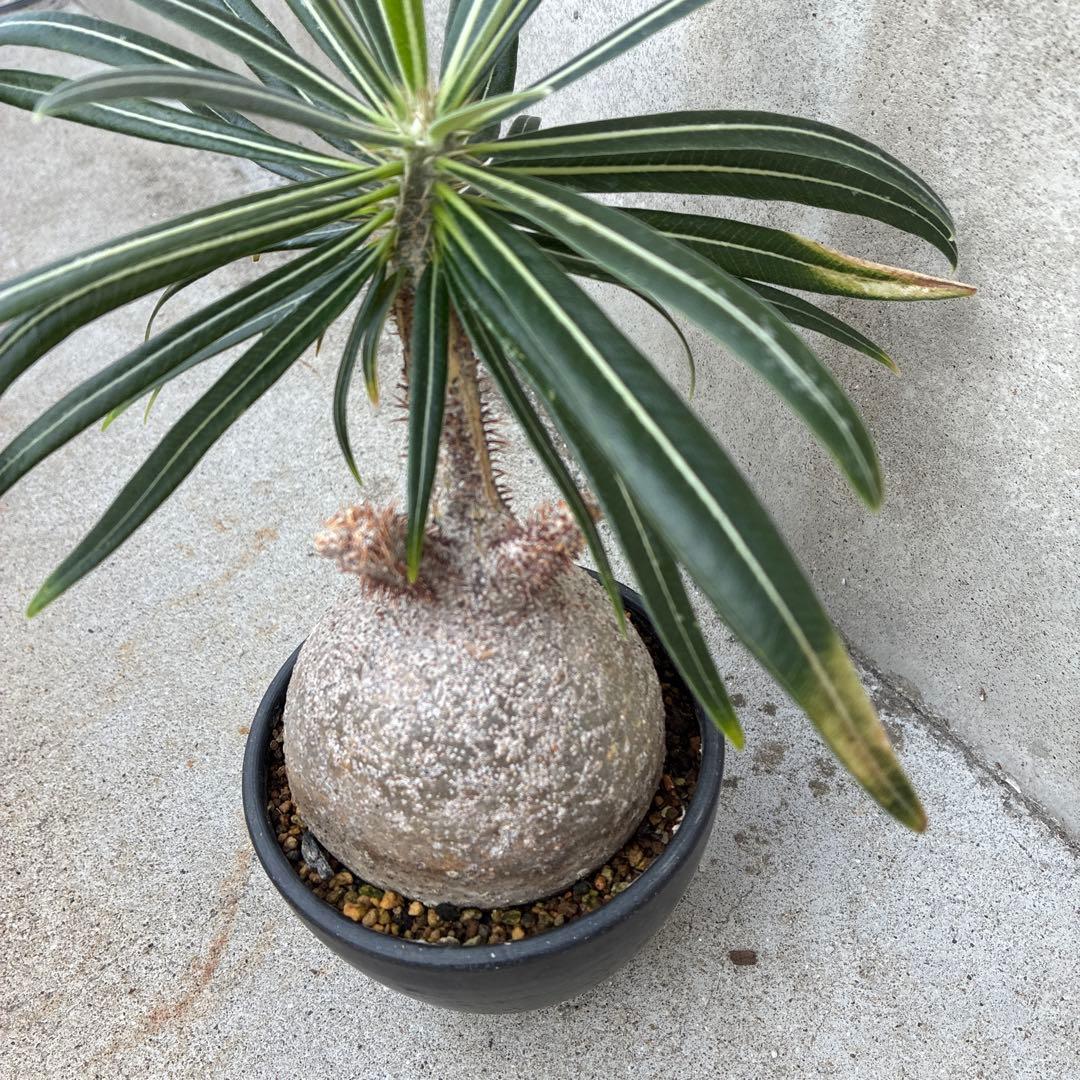 パキポディウム　グラキリス　現地球　塊根植物　コーデックス　BOTANIZE