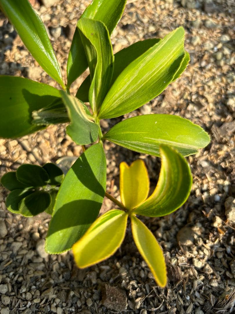 斑入りソテツ　ザミア　メキシコザミア　斑入りザミア