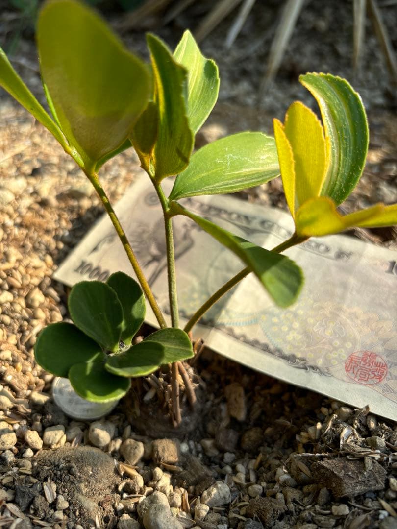 斑入りソテツ　ザミア　メキシコザミア　斑入りザミア