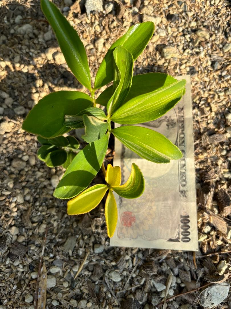 斑入りソテツ　ザミア　メキシコザミア　斑入りザミア