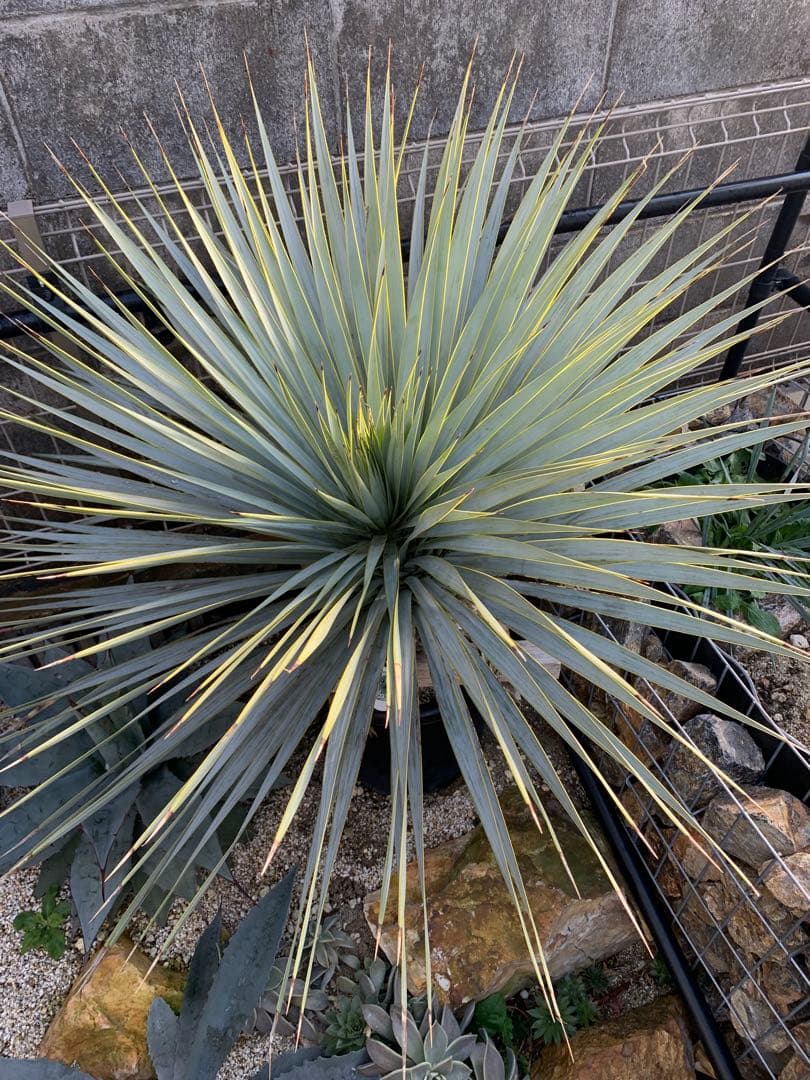 マルデヌベスベアルート発根済み　極太ロストラータドライガーデン