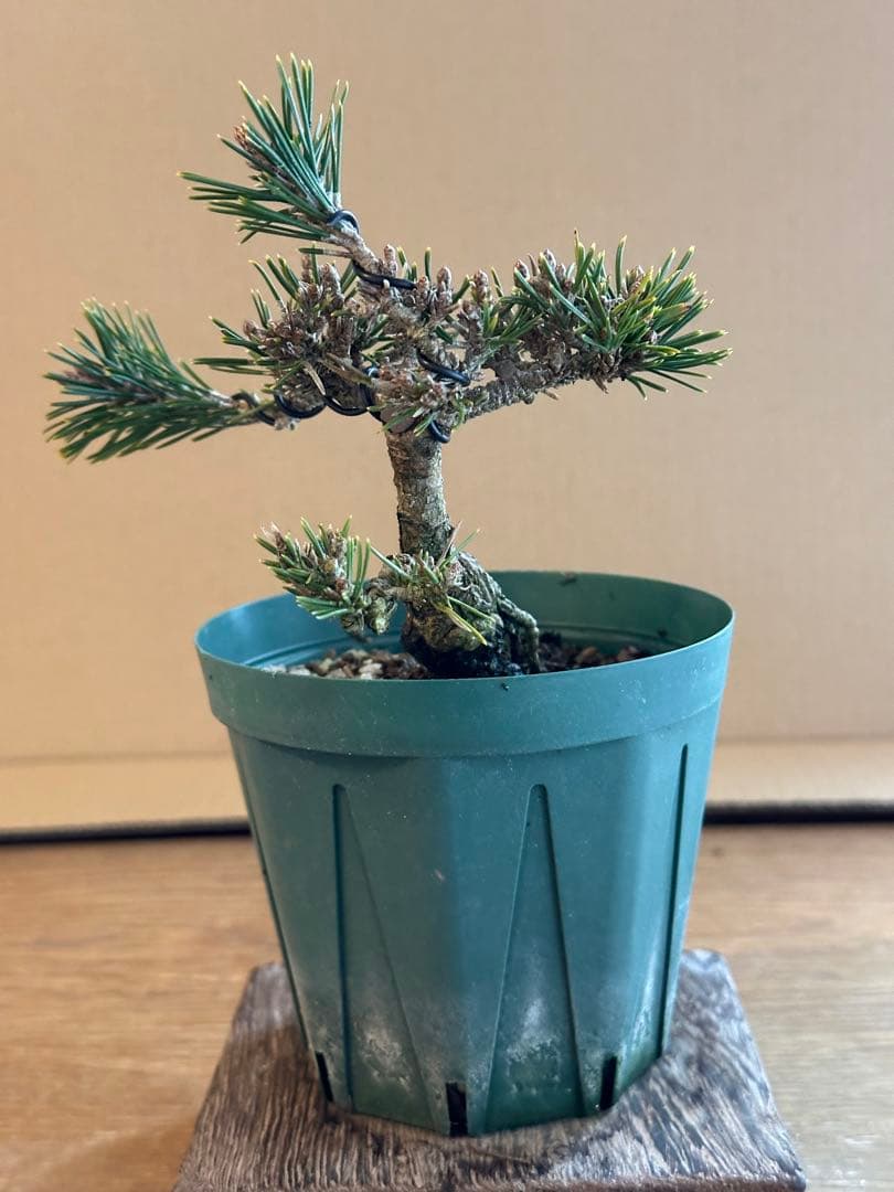 盆栽素材 千寿姫