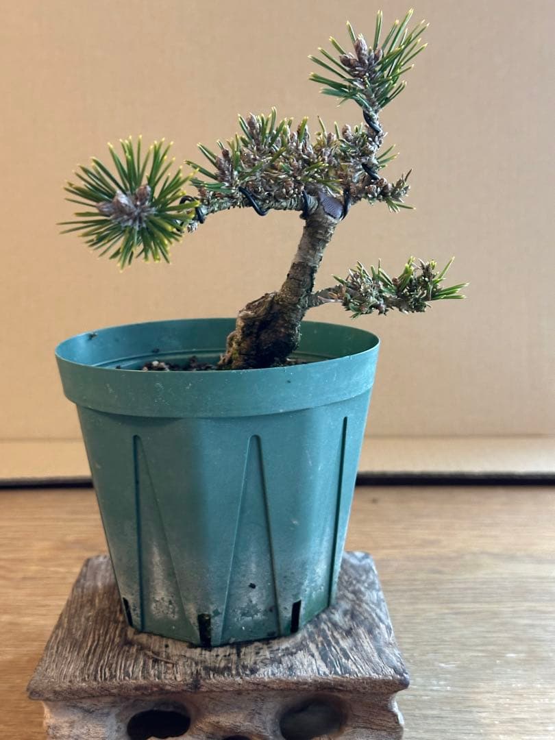 盆栽素材 千寿姫