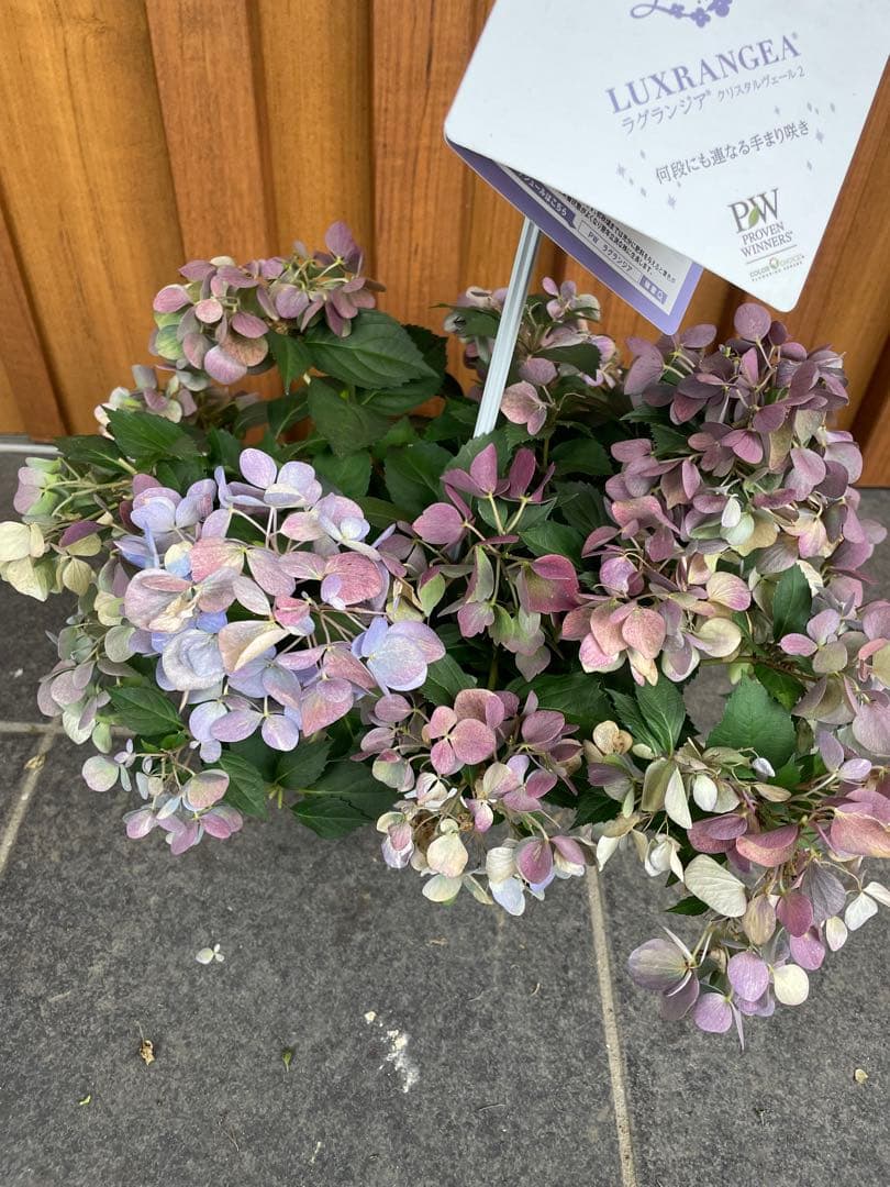 【花苗】5号大苗 PW 正規品 ラグランジア クリスタルヴェール2　現品発送　①