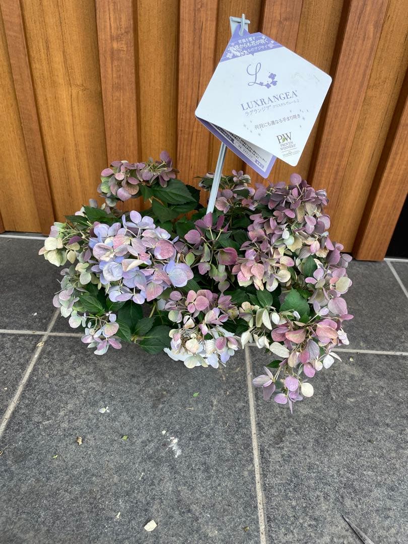 【花苗】5号大苗 PW 正規品 ラグランジア クリスタルヴェール2　現品発送　①