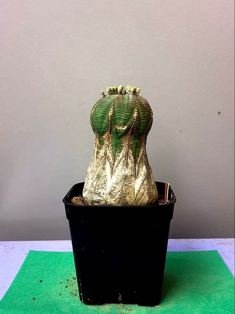 《3号YR》ユーフォルビア　オールド　オベサ　性別不明