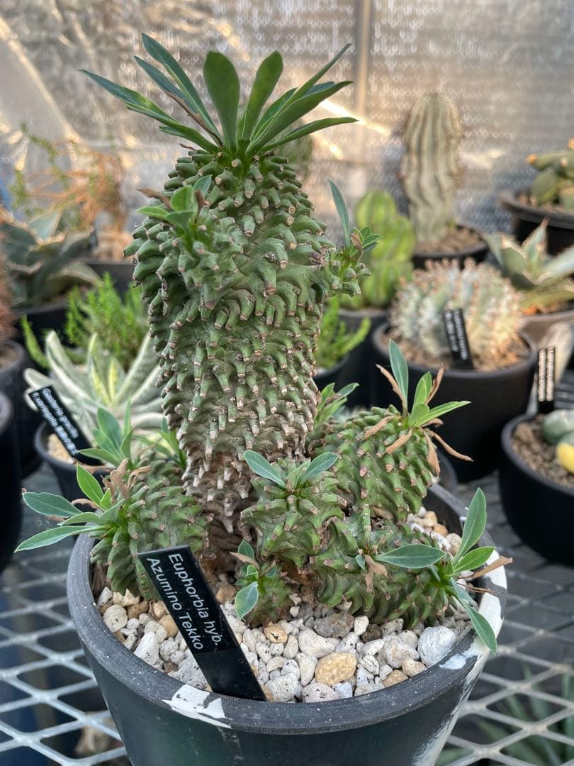 ユーフォルビア 安曇野鉄甲 親株 仔株14株 5号ブラックポットマーブル