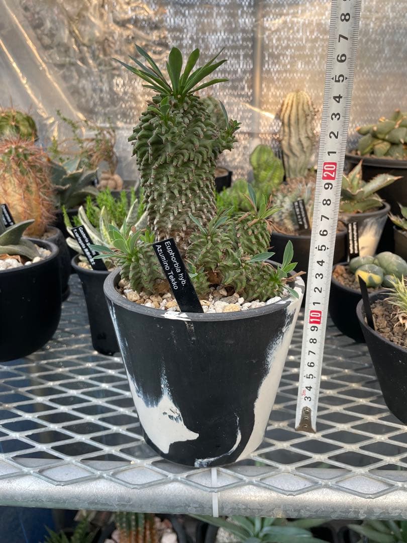 ユーフォルビア 安曇野鉄甲 親株 仔株14株 5号ブラックポットマーブル