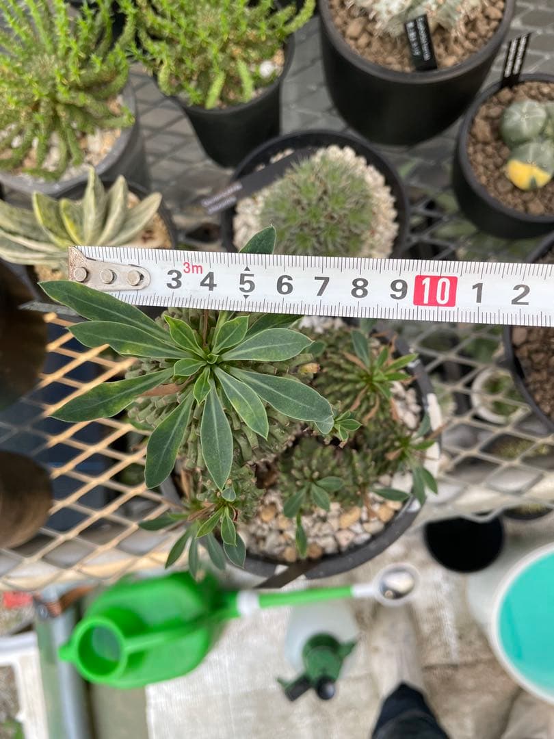 ユーフォルビア 安曇野鉄甲 親株 仔株14株 5号ブラックポットマーブル