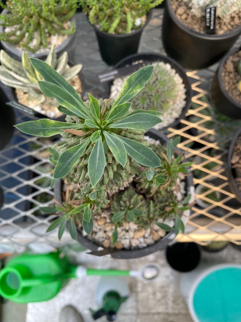 ユーフォルビア 安曇野鉄甲 親株 仔株14株 5号ブラックポットマーブル