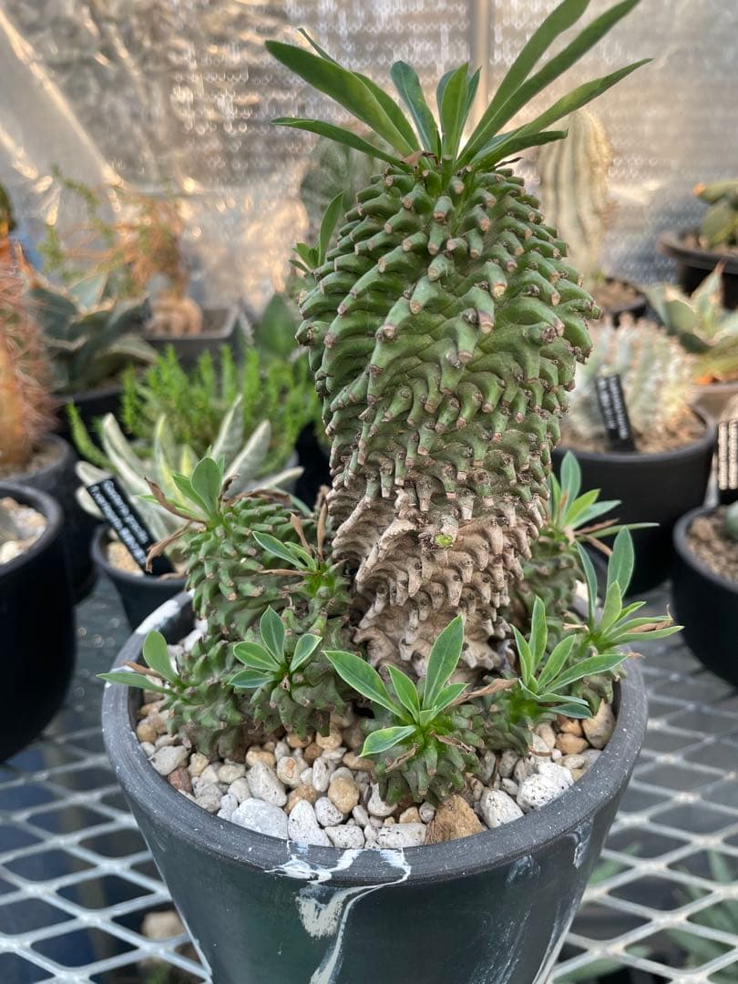 ユーフォルビア 安曇野鉄甲 親株 仔株14株 5号ブラックポットマーブル