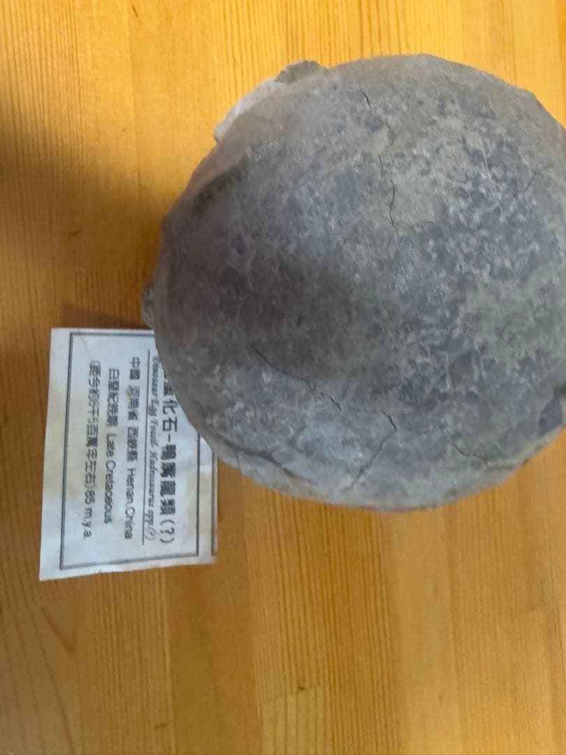 化石 恐竜卵ハドロサウルス 推定