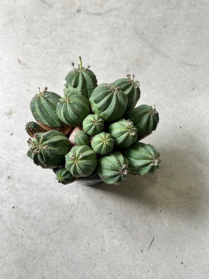 【値下げ】ユーフォルビア オベサ 群生株