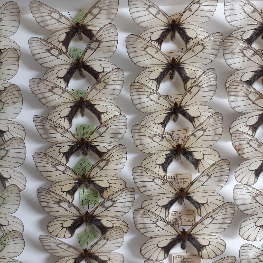 蝶標本　ウスバシロチョウ(ヒメウスバ)、エゾシロチョウ、大型ドイツ標本箱二箱入り