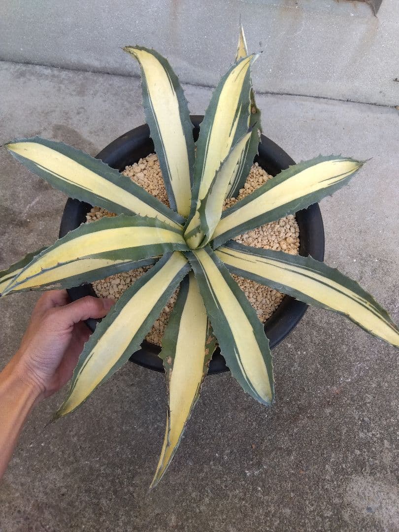 アガベ　那智の輝き　中斑　52センチ❗　は