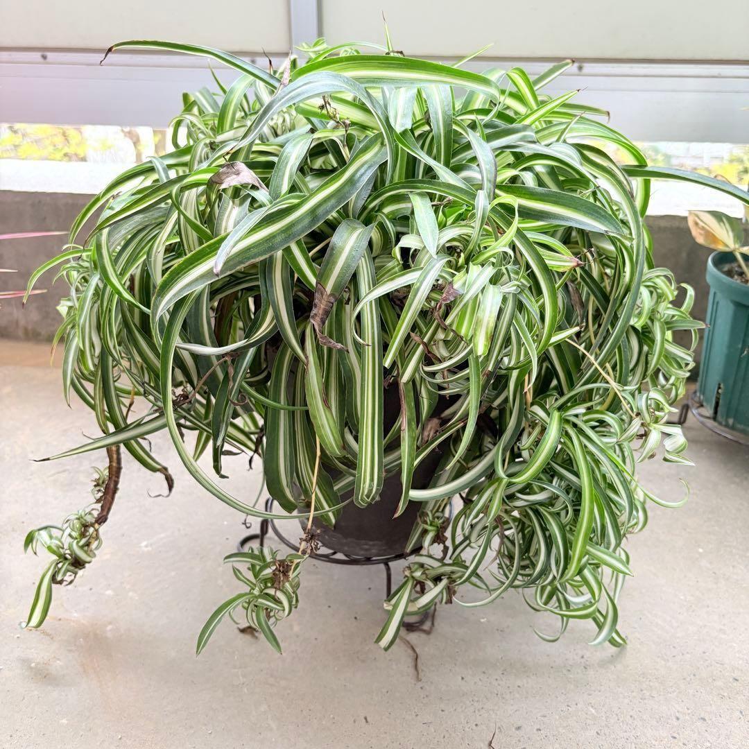 オリヅルランボニー 大型 2