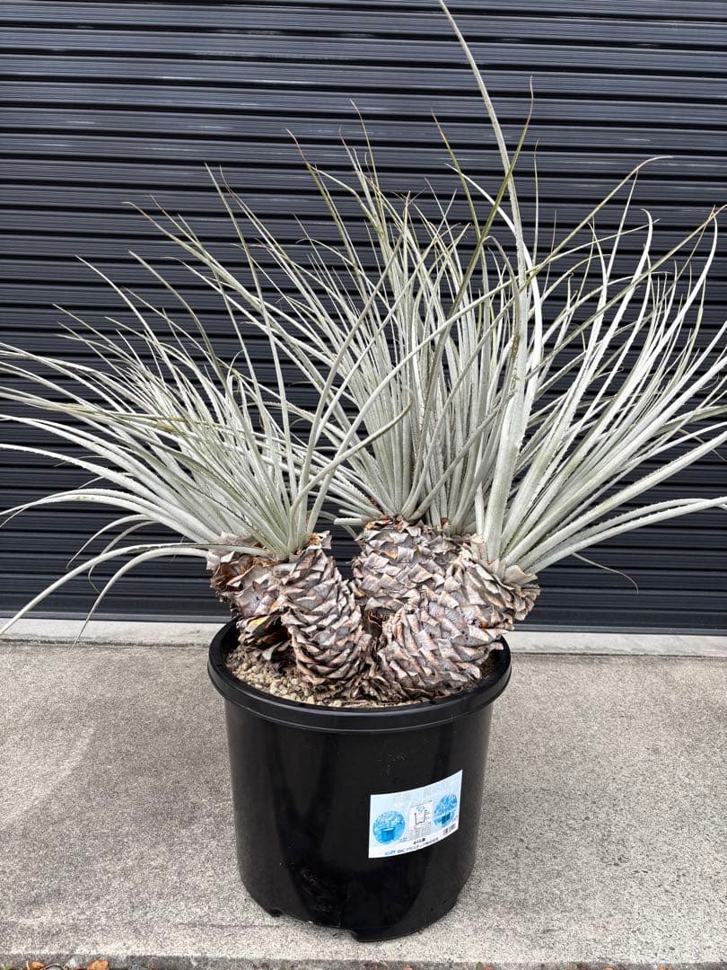 プヤ　セルーレア　4ヘッド、更に上で分岐　極太　　大株