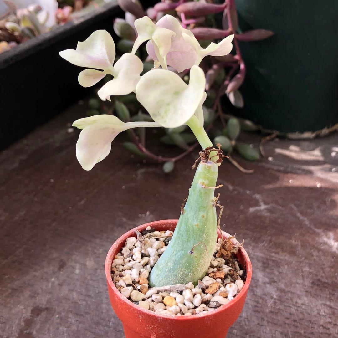 専用！多肉植物^o^  七法樹錦