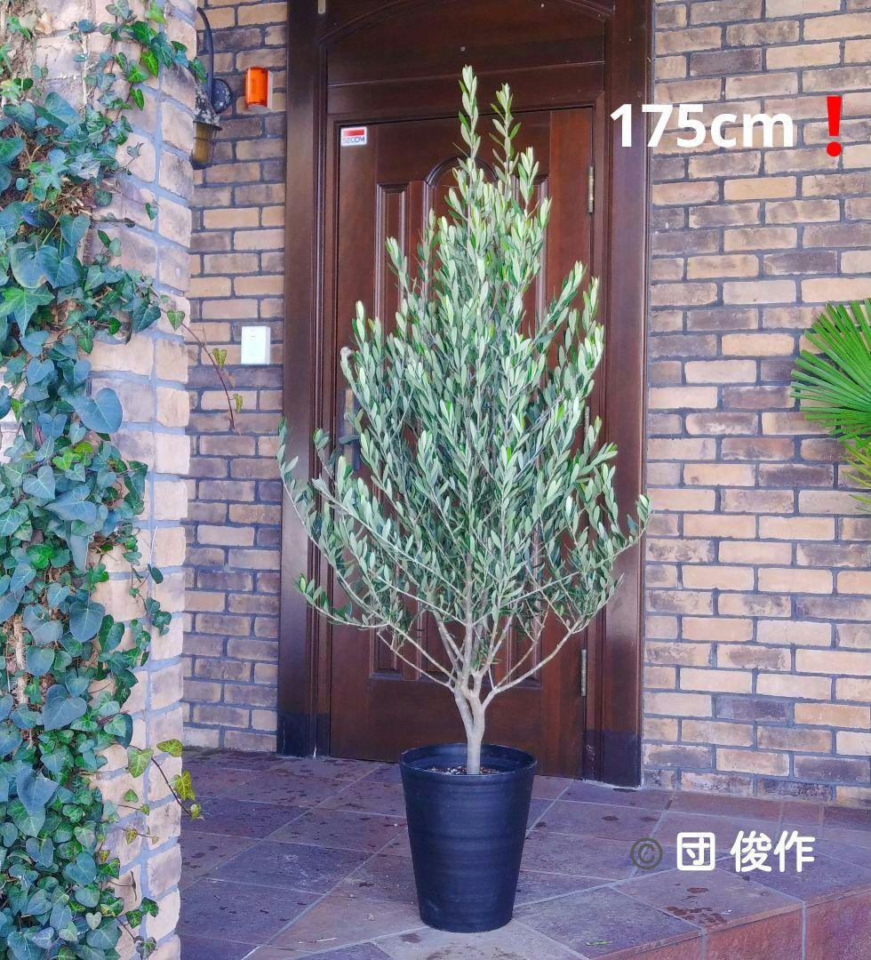 オリーブの木 シプレッシーノ 175cm❗ 大型10号 超美形 綺麗な葉色 鉢植