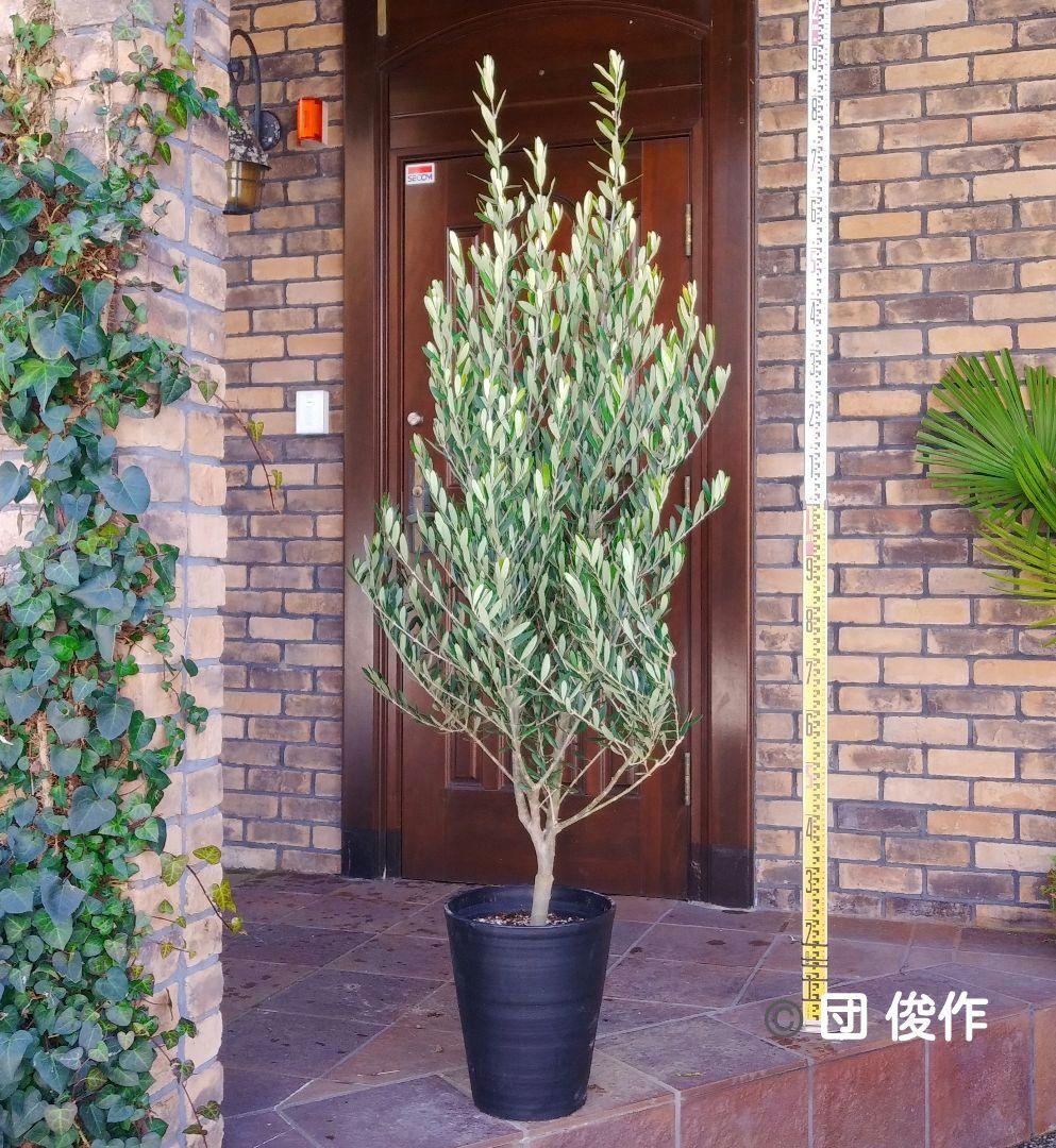 オリーブの木 シプレッシーノ 175cm❗ 大型10号 超美形 綺麗な葉色 鉢植