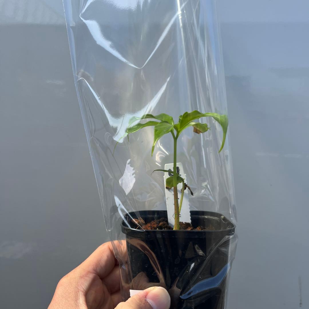 (世界最大の花)ショクダイオオコンニャクの苗