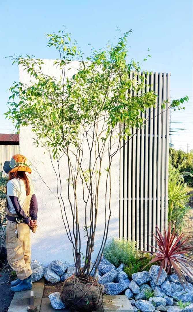 超絶品。山採りハイノキ大株立ち2.7M(鉢底から)