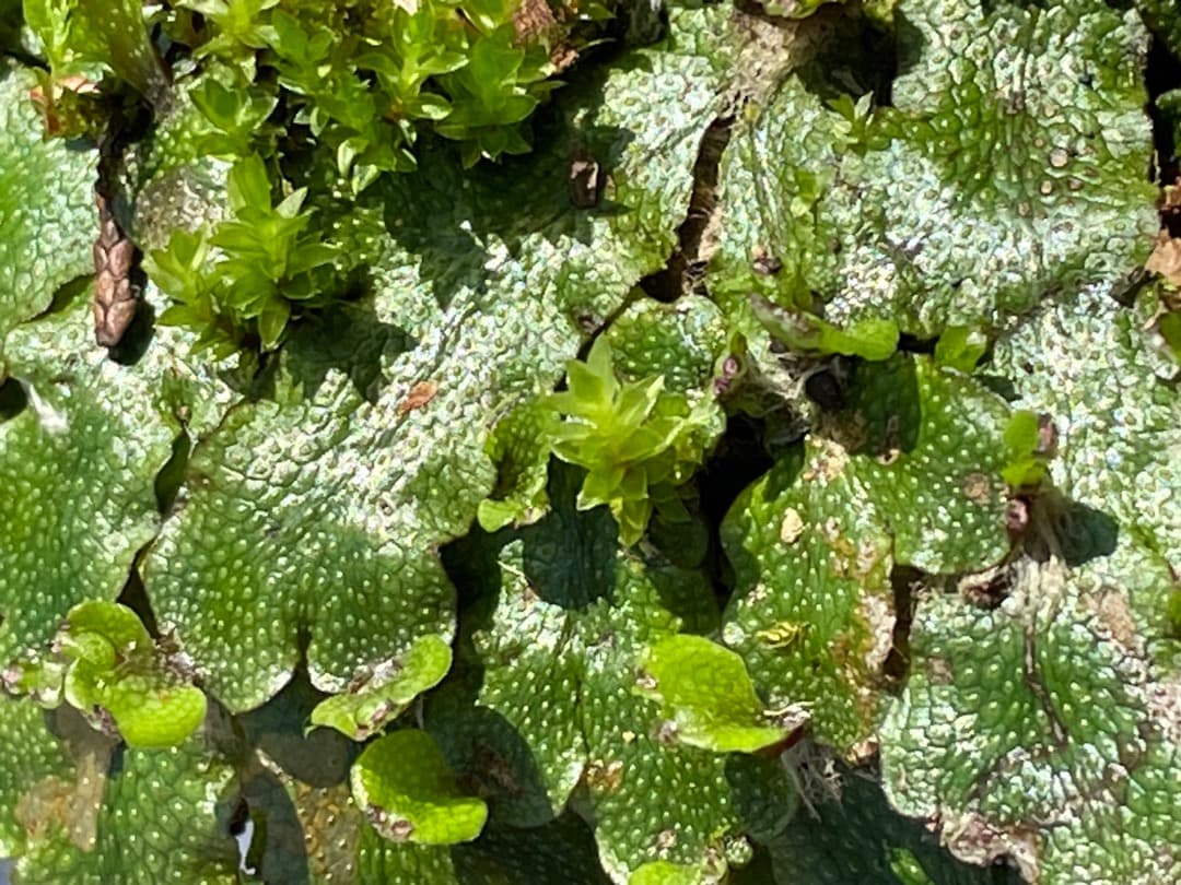 ジャゴケ(蛇苔)  　リクエスト用ページ　イモリウム　アクアリウム　観賞用天然苔