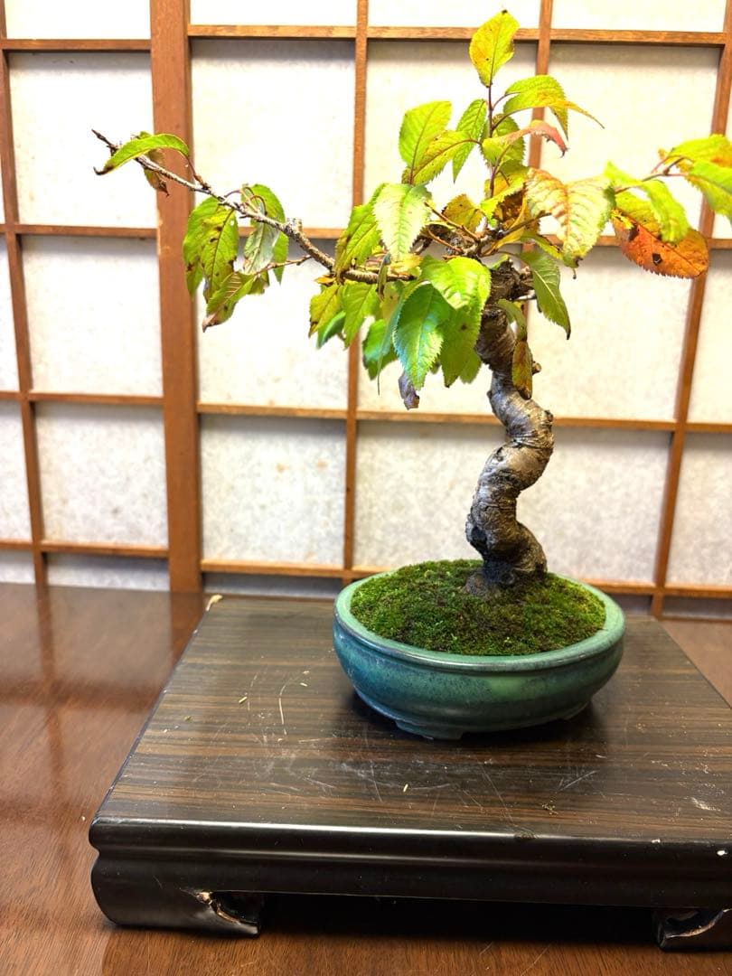 十月桜盆栽❗️極太❗️年末セール❗️小品盆栽❗️将来性高いです！桜盆栽❗️雑木盆栽❗️激安！