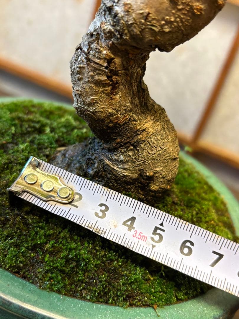 十月桜盆栽❗️極太❗️年末セール❗️小品盆栽❗️将来性高いです！桜盆栽❗️雑木盆栽❗️激安！