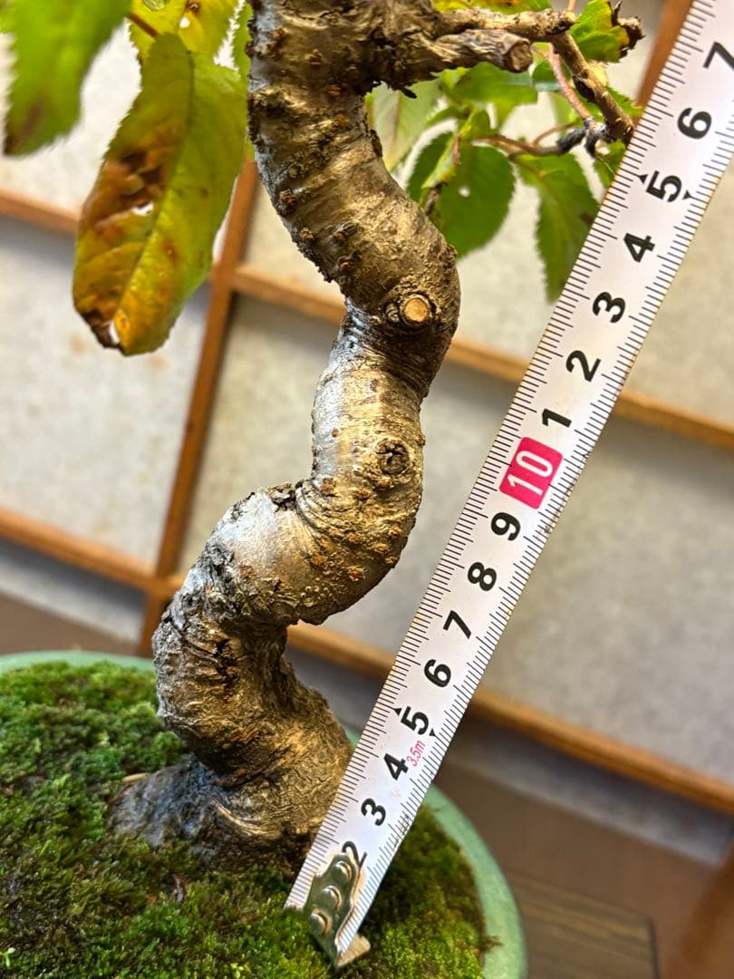 十月桜盆栽❗️極太❗️年末セール❗️小品盆栽❗️将来性高いです！桜盆栽❗️雑木盆栽❗️激安！