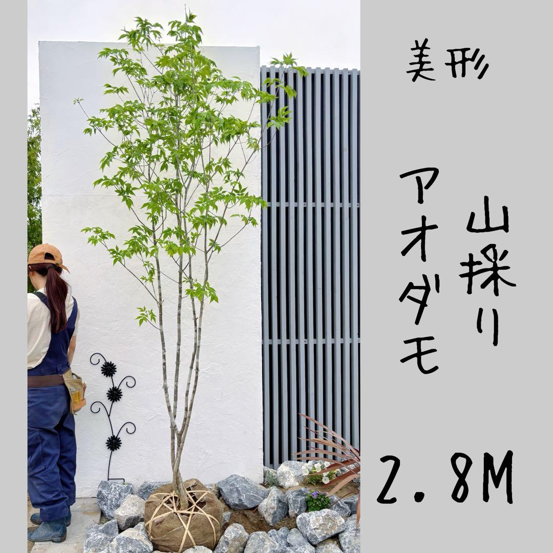 美形。山採りアオダモ 2.8M(鉢底から)品番A