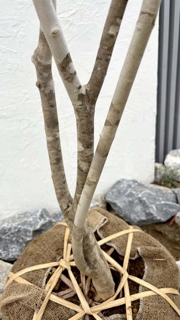 美形。山採りアオダモ 2.8M(鉢底から)品番A