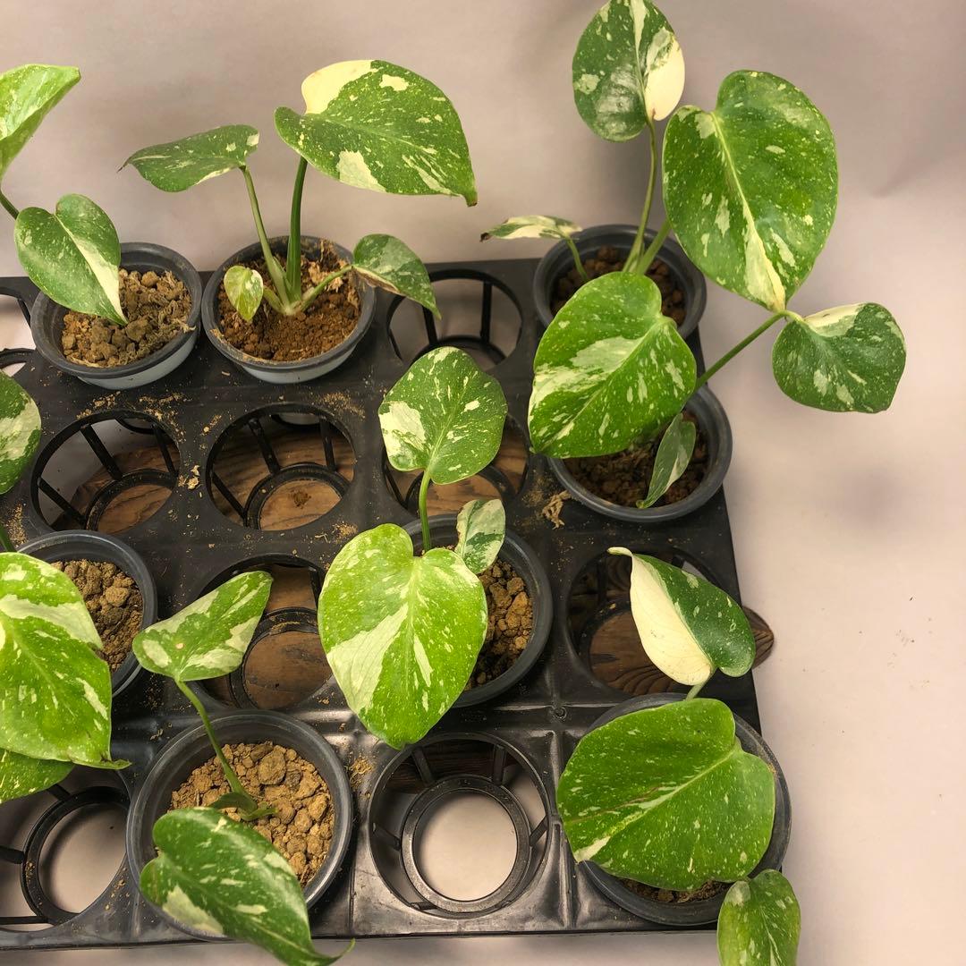 p*s様 10株セットms59【特別選抜】モンステラ・タイコンステレーション 斑