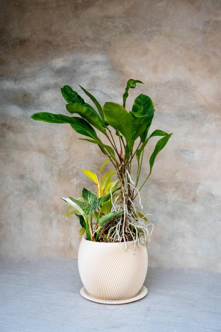 [鉢セット販売]アンスリウムグラシレ＋バーキン+マレービューティ (1点限り)