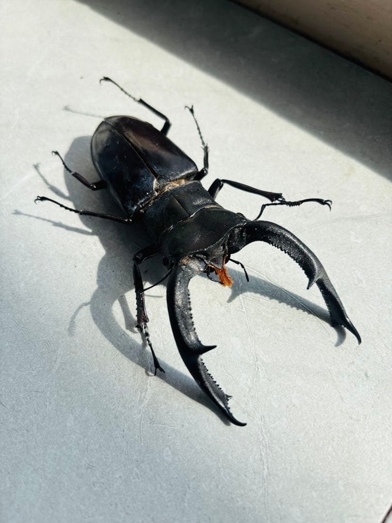 【超大型】 マンディブラリスフタマタクワガタ　標本　オス　メス