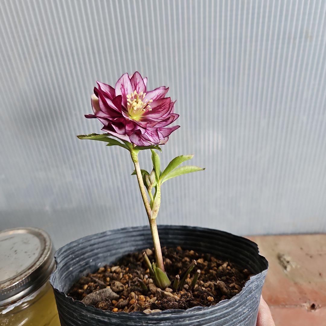 のぶさん様お取り置き苗㉖-350クリスマスローズ