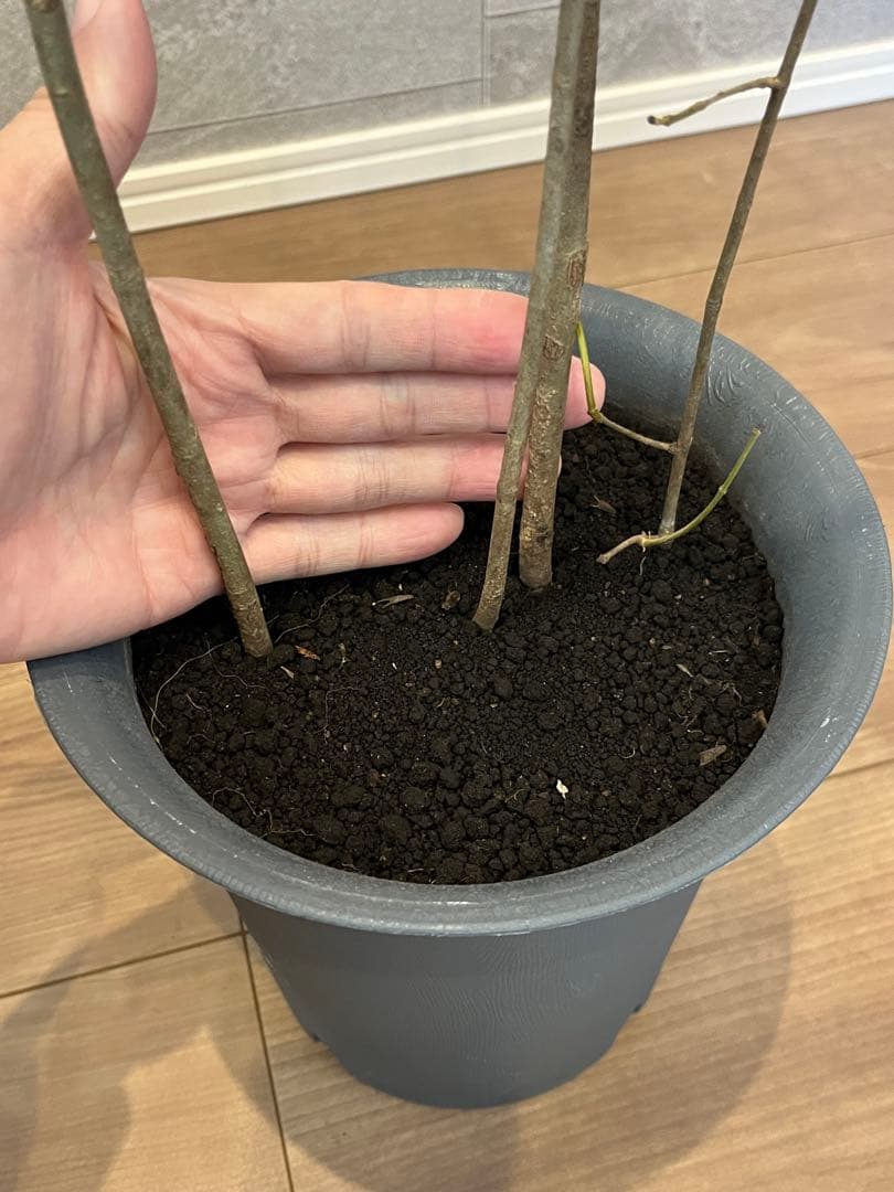 山採り天然　アオダモ　4本株立ち