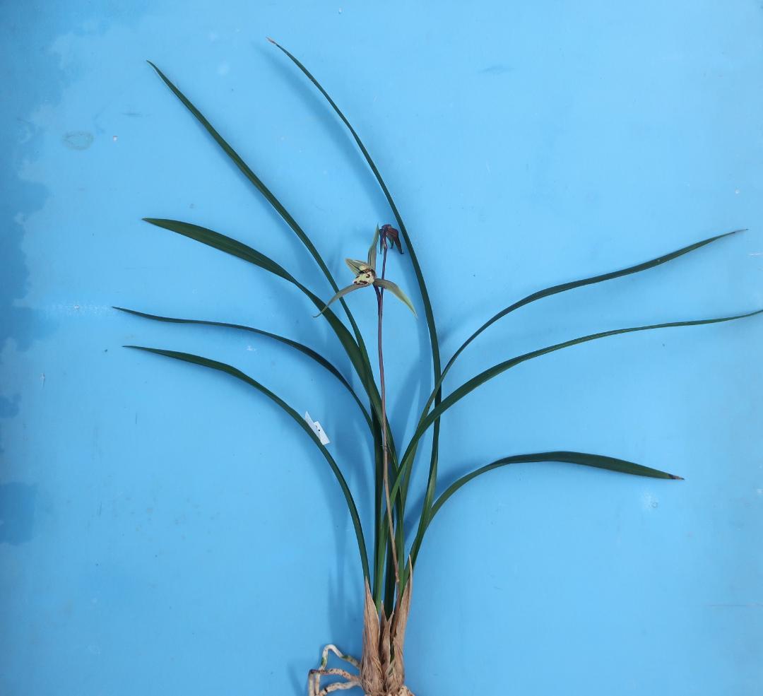 寒蘭-26022-2HL　51　大観望×力王