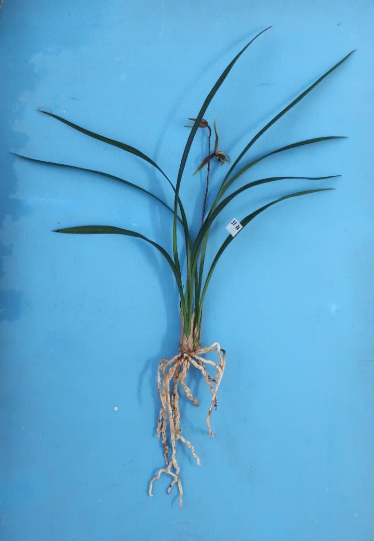 寒蘭-26022-2HL　51　大観望×力王