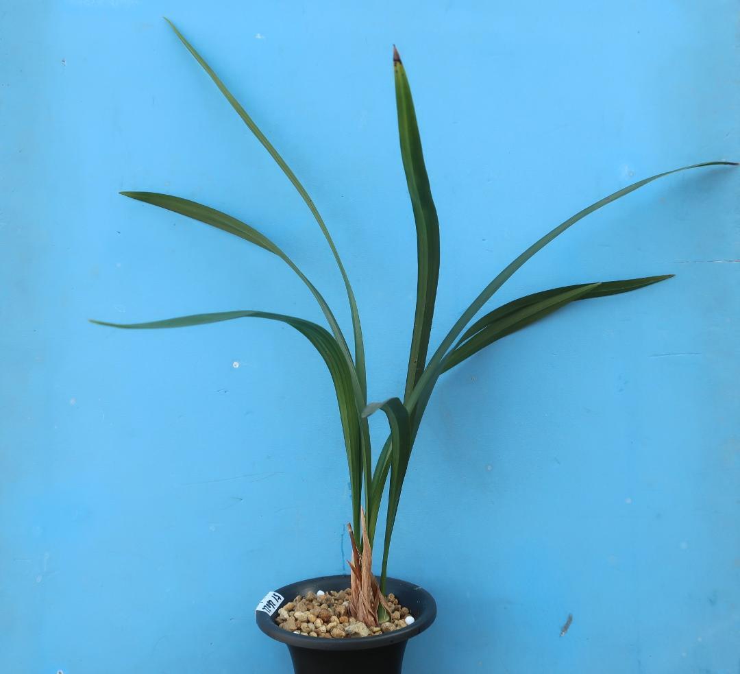 寒蘭-26022-2HL　51　大観望×力王