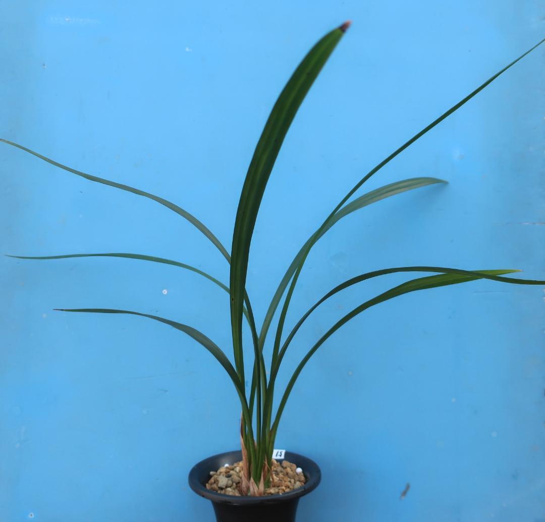 寒蘭-26022-2HL　51　大観望×力王