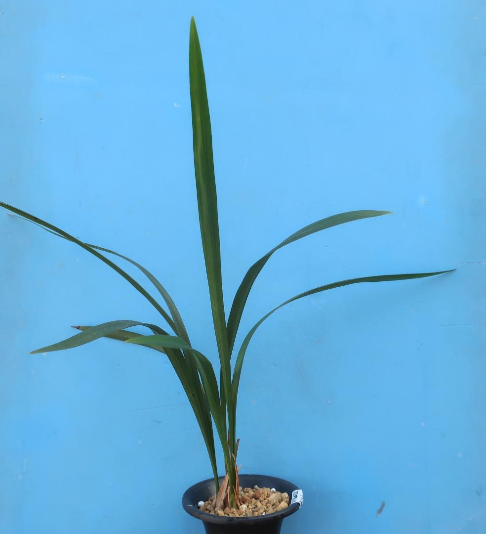 寒蘭-26022-2HL　51　大観望×力王