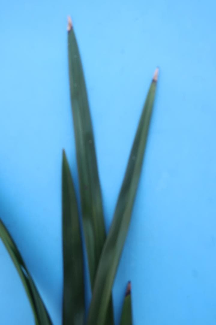 寒蘭-26022-2HL　51　大観望×力王