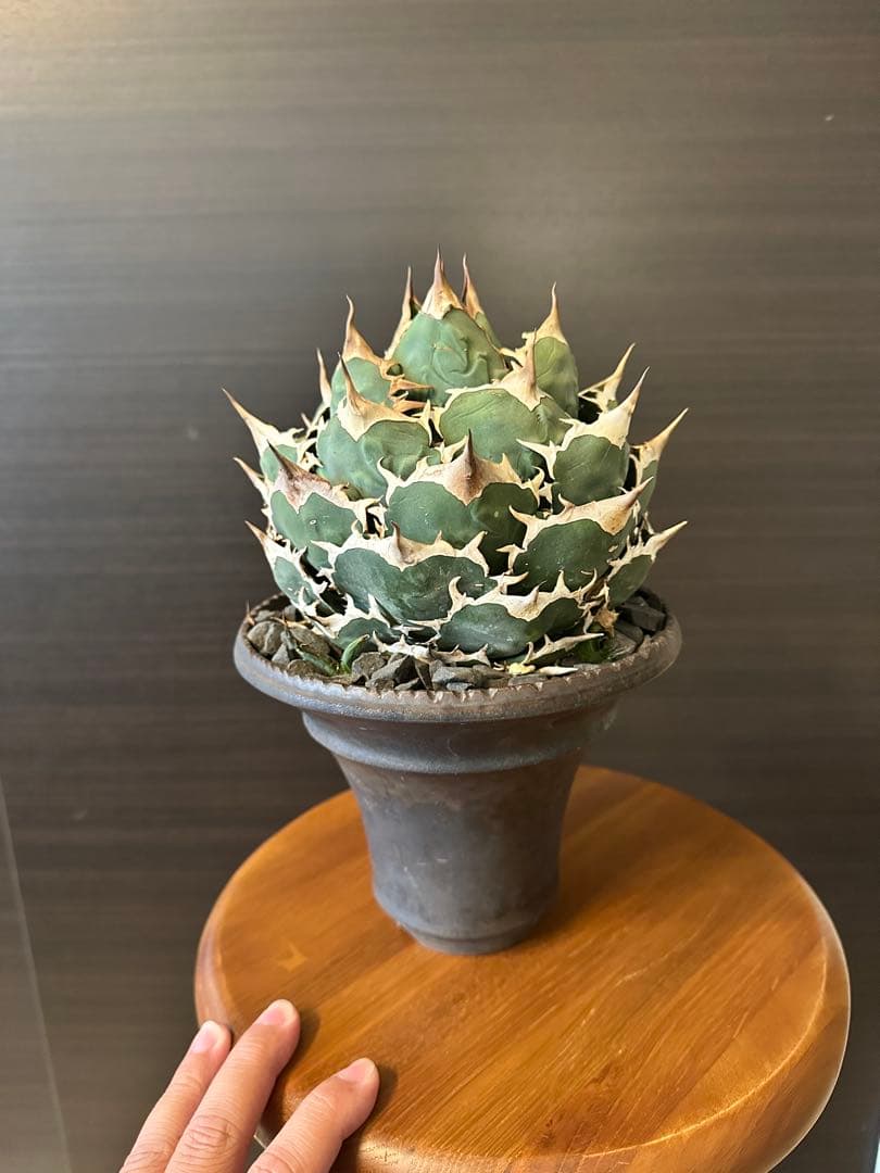 M*u様 アガベ チタノタ オテロイ